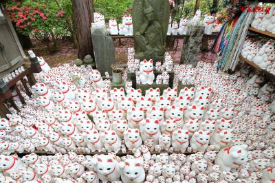 猫★猫★猫がカワイイ！招き猫まみれの豪徳寺