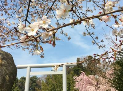 ☆御朱印散歩☆桜が咲いたら櫻木神社へ　ついでにキッコーマンもの知りしょうゆ館も