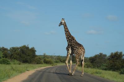 南アフリカ3週間　ドライブ旅行記  17  １日中サファリをしてみた。