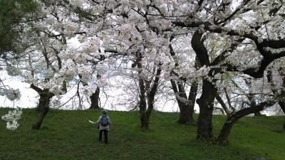 満開の山形城跡・霞城公園へ　    2泊3日、桜を追い求めた旅