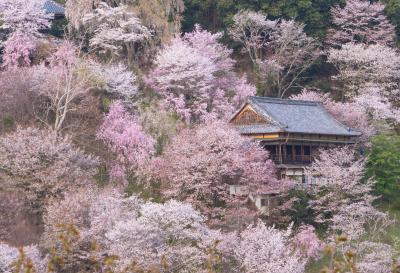 春の奈良へ＿1. 吉野山の桜
