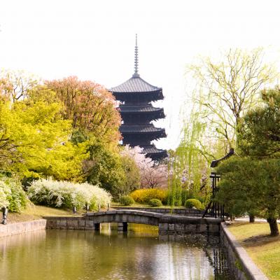 春の京都&滋賀（三井寺、石山寺、勧修寺、上賀茂神社、御所、東寺）桜巡り