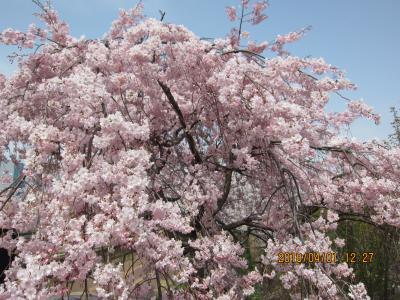 勝幡から六輪までのハイキング（下水道科学館あいち、桜ネックレス、明治なるほどファクトリー）