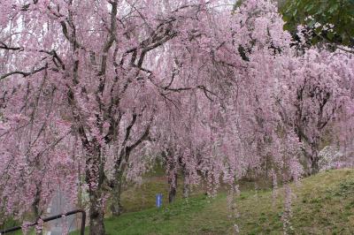 福島の春を楽しむ旅