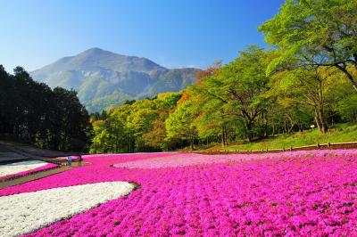 秩父の羊山公園・芝桜はまもなく見頃・・・かな？（2018年4月19日）