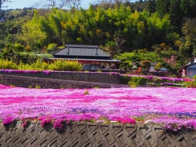 徳島ー広棚の芝桜