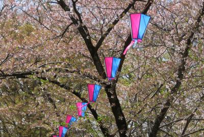 2018春、長野の百名城(2/25)：4月16日(2)：小諸城(2)：散った染井吉野、枝垂れ桜