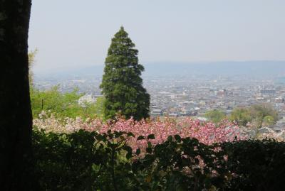 2018春、関西の花のお寺(2/16)：百毫寺(2)：本堂、関西花の寺、五色椿、奈良眺望