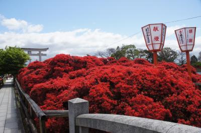 長岡天神のきりしまつつじ　と　北野天満宮の青もみじ