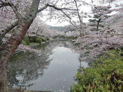 サクラ満開　春爛漫の山陽路　その3　岩国市（後半）