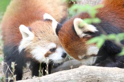 藤と新緑の埼玉こども動物自然公園へ今回もドライブ（前編）新しい展示場のおかげで全員に会えたレッサーパンダは親子３頭同居も復活！～互いを意識しあうミヤビちゃんとソウソウ・パパ