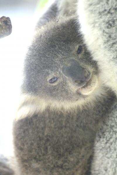 藤と新緑の埼玉こども動物自然公園へ今回もドライブ（後編）カワウソ祭りの「大都会の野生カワウソ」写真展とビアトリクス・ポター資料館も見学～ママに抱きついたコアラの赤ちゃんはちょっとだけとビアトリクス・ポター資料館も見学～ママに抱きついたコアラの赤ちゃんはちょっとだけ＆ワラビーの別の赤ちゃんに会えた@