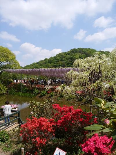 4/19 少し早かった足利フラワーパーク、満開の館林つつじヶ丘公園