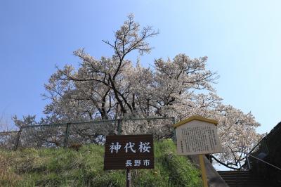 旅するイルカ♪　甲信越春だより  Part11