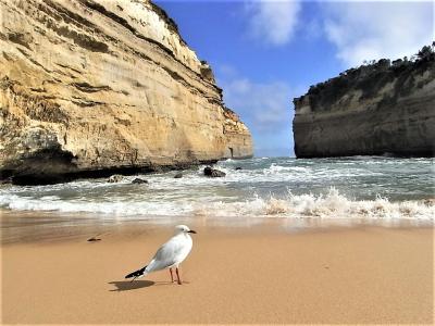 女子高生娘とメルボルン３泊５日　ペンギン、グレートオーシャンロードツアー、お土産情報編