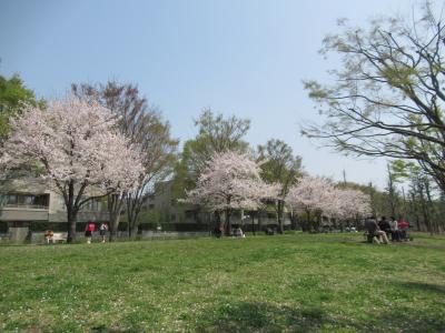 2018.3.29  今年の桜の満開は　世田谷の野川と仙川の桜