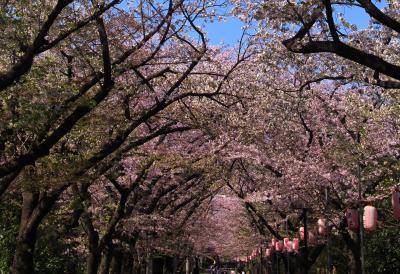 辰巳の森緑道公園でお花見の後、恵比寿から目黒界隈散策