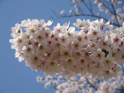 「超速報」北上展勝地の桜は満開に成りました。