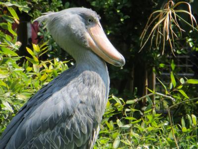 ハシビロコウのシュシュ・ルタンガ君が死んでしまった