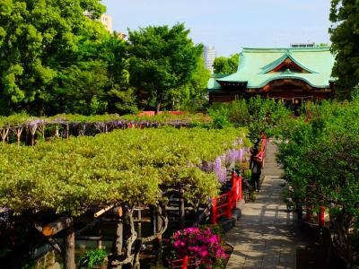 春待ちきれず　紫しだれる亀戸天神