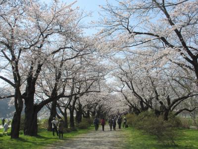 北上展勝地の桜はあっという間に満開だぁ～