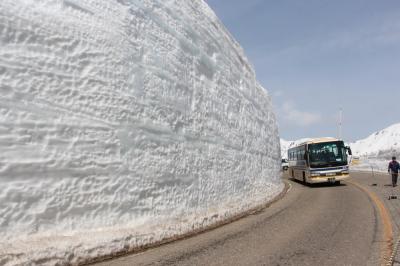 高遠の葉桜と、立山黒部アルペンルートの雪の大谷