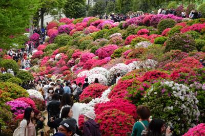根津神社 ツツジ2018 　曇り空だった