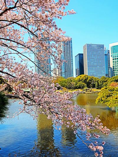 浜離宮恩賜庭園2/3　サクラ・モモ・・花盛りの春　☆暖かい日差しを受け