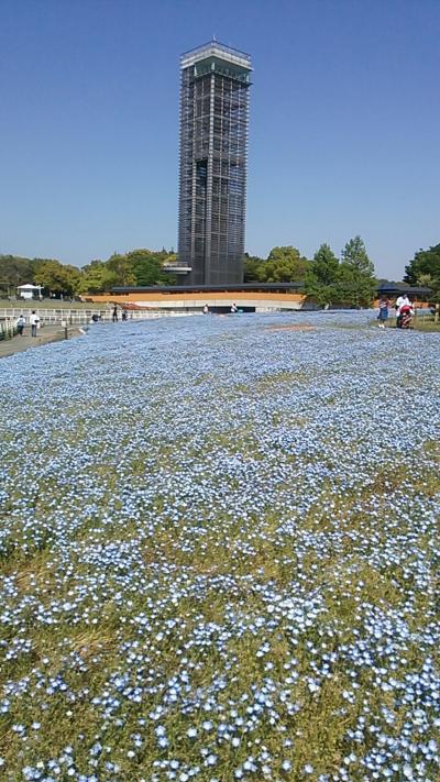 浜名湖花フェスタ開催勝手に記念企画第１弾＆静岡プレデステネーションキャンペーン勝手に記念企画第４弾　浜名湖ガーデンパークを歩く2018・04