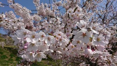 山形県の桜は、今が見ごろでした！　
