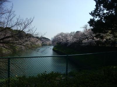 晴天の桜日より、夜桜スポット