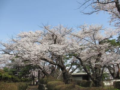 初めての水沢、公園の桜と国立天文台