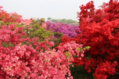 関東花めぐり（館林のつつじ、箕郷の芝桜、森林公園のネモフィラとポピー）