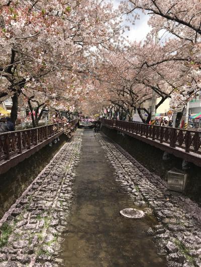 釜山・鎮海・ソウル桜巡り　その２・・・鎮海、慶和駅の桜と余佐川の桜