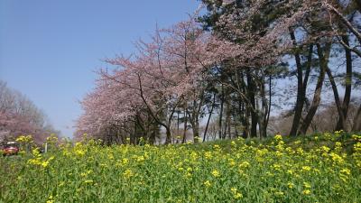 秋田 角館で桜を満喫………かな？