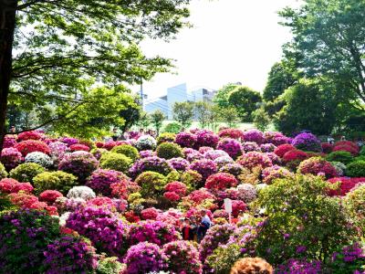 ミラーレス片手に東京散歩~文京区・根津神社、つつじ祭り~