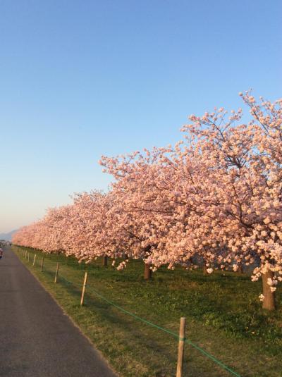 小布施ハイウェイオアシスの桜並木