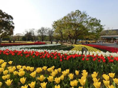 春の陽気に誘われて、大阪万博記念公園・自然文化園 「チューリップの花園」をホロホロ散歩。（2018）