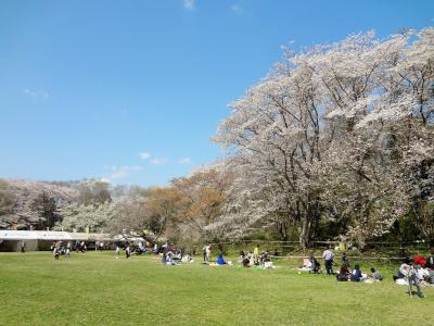 日本100名城_佐倉城址公園さくらまつり