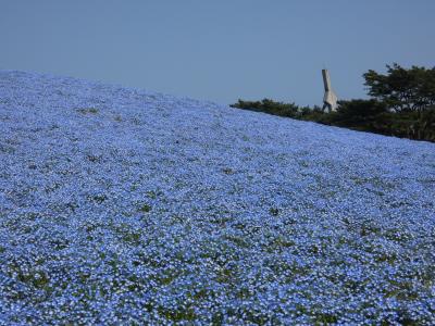 ひたち海浜公園のネモフィラ