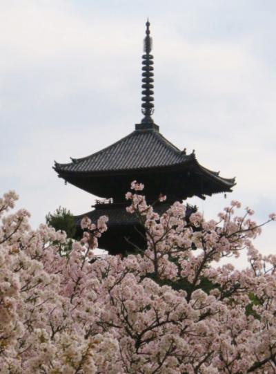 御室仁和寺の桜