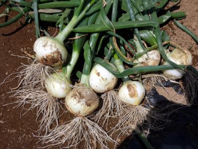 竹沢園芸種苗店で夏野菜の購入　三島市佐野体験農園 夏野菜の植付 葉たまねぎ 新たまねぎの収穫