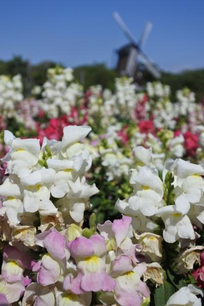 ふなばしアンデルセン公園〜カメラの練習編〜