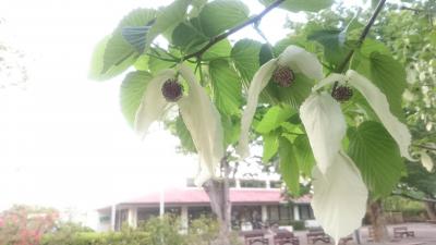 残照に翻る満開のハンカチノキ～日没前の智光山公園都市緑化公園をスマフォ片手に散策