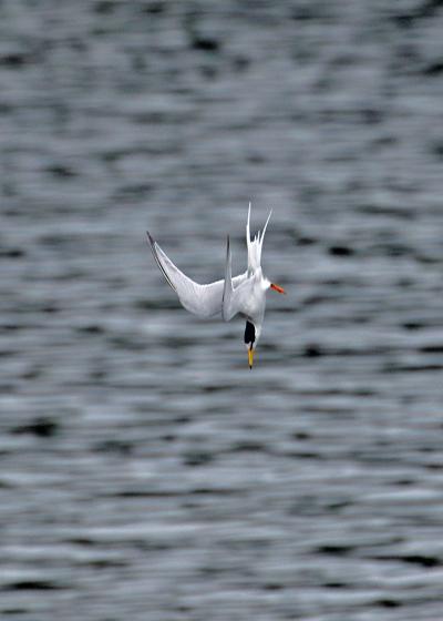 野鳥撮影記録・２０１８年４月－５　多摩川