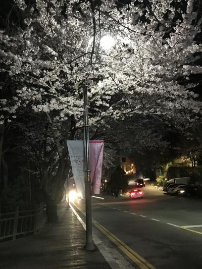 釜山・鎮海・ソウル桜巡り　その３・・・　鎮海の桜とタルマジキルの夜桜