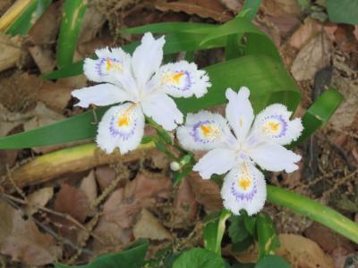 神明社の後ろに聳える鎮守の森の中にある「月の原・花の小径」を歩く