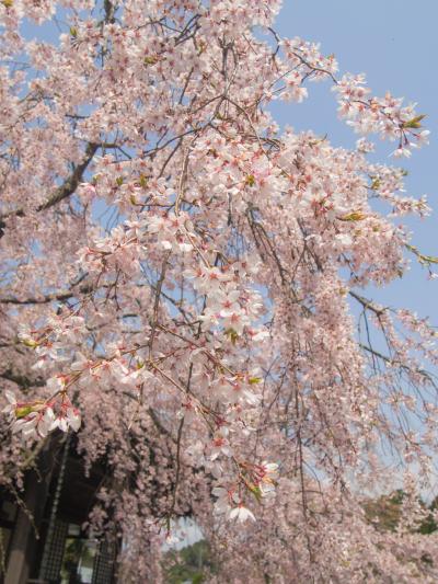 弾丸京都花見旅