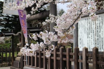 山形の桜を楽しむ1日（米沢の上杉神社、山形の霞城公園）、春がすみの中、桜を愛でる。