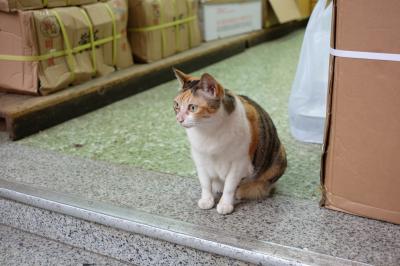 香港バス旅2018 (1) 新界でミカン投げの巻